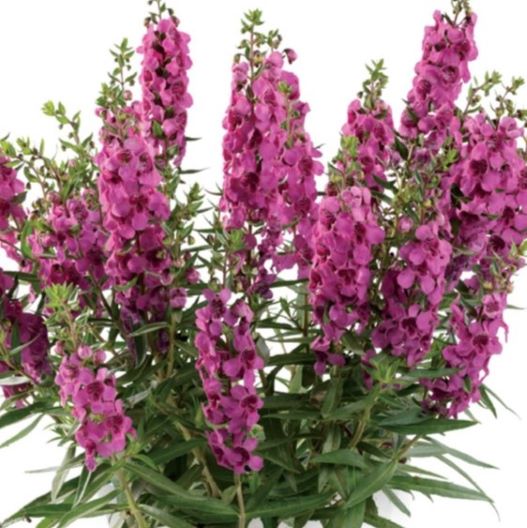 アンゲロニア　アロニア シリーズ 