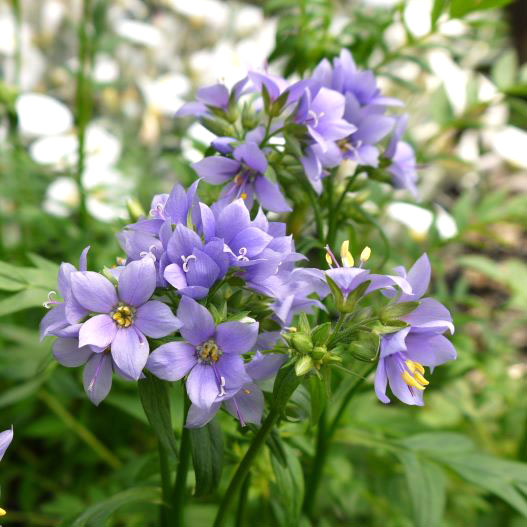 ポレモニウム　パープルレインストレイン 