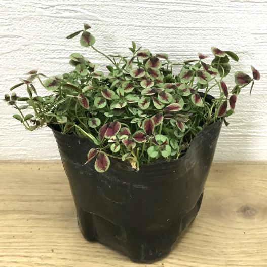 クローバー ティント 