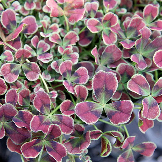 クローバー ティント 