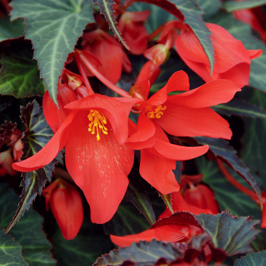 ベゴニア サマーウィング｜WEBカタログ｜未来アグリス株式会社|未来