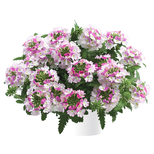 バーベナ　ヴァネッサ コンパクト 