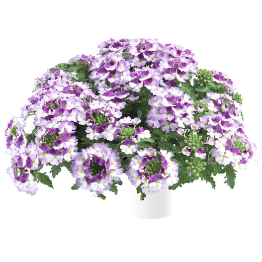 バーベナ　ヴァネッサ コンパクト 