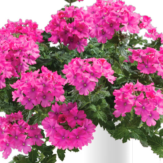 バーベナ　ヴァネッサ コンパクト 