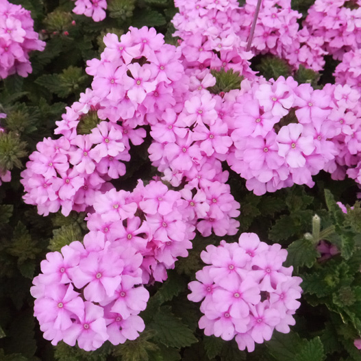 バーベナ　ヴァネッサ コンパクト 