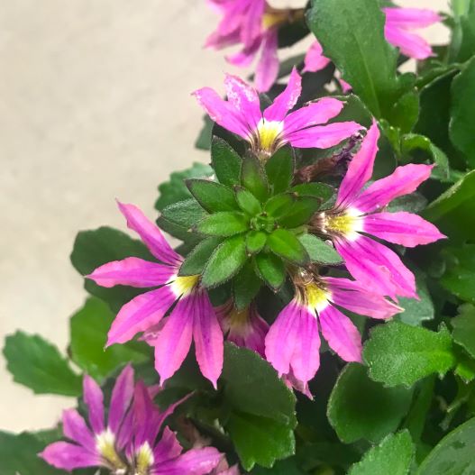 スケボラ　タッチ 