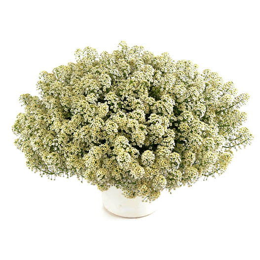 ロブラリア(アリッサム)　ストリーム 