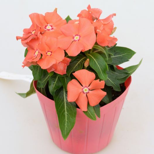 ビンカ　夏みかん 