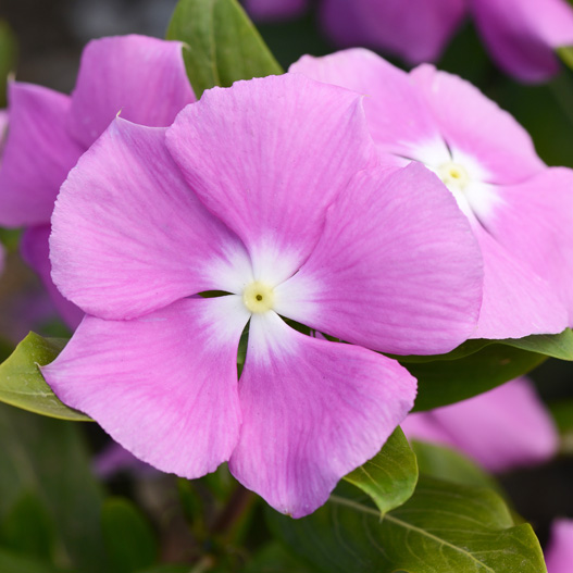 ビンカ　バリアント シリーズ 