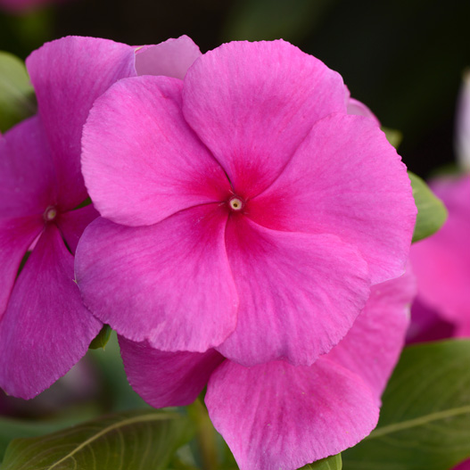 ビンカ　バリアント シリーズ 