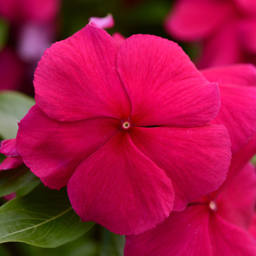 ビンカ　バリアント シリーズ 