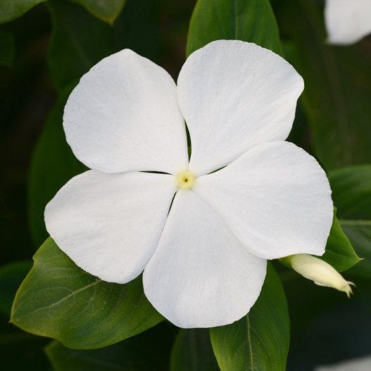 ビンカ　バリアント シリーズ 