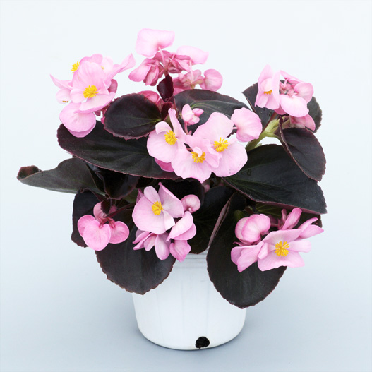 ベゴニア センパフローレンス　セネタiQ シリーズ 