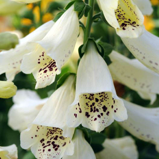 ジギタリス　ダルメシアン 