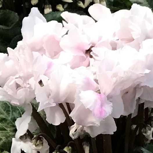 シクラメン F1　ミルキーガール 