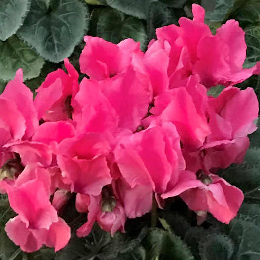 シクラメン F1　ミルキーガール 