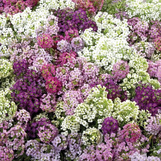 アリッサム　ワンダーランド シリーズ 