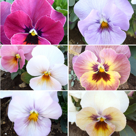 パンジー　キューティー 