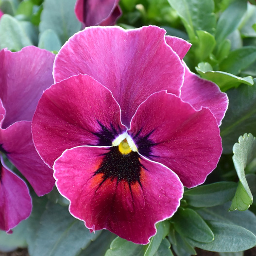 パンジー　キューティー 