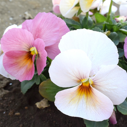 パンジー　キューティー 