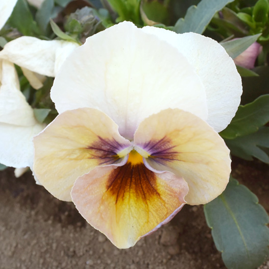 パンジー　キューティー 