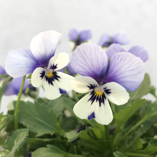 パンジー 花ろまん すみれ｜WEBカタログ｜未来アグリス株式会社|未来