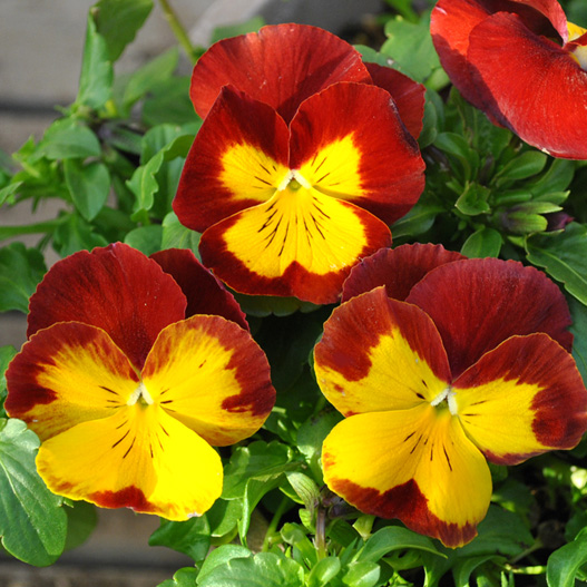 パンジー　プティ・シャトン 