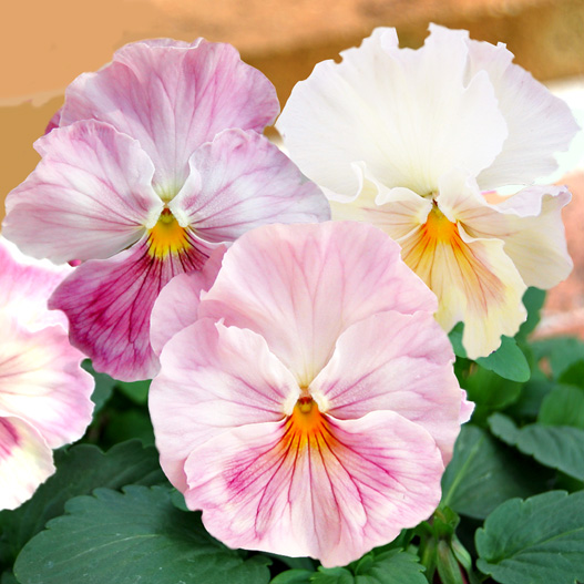 パンジー　ユニーク系 