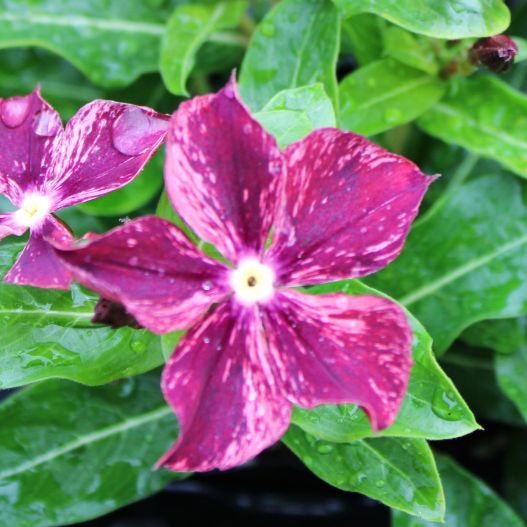 ビンカ 万葉の美　東雲(しののめ) 