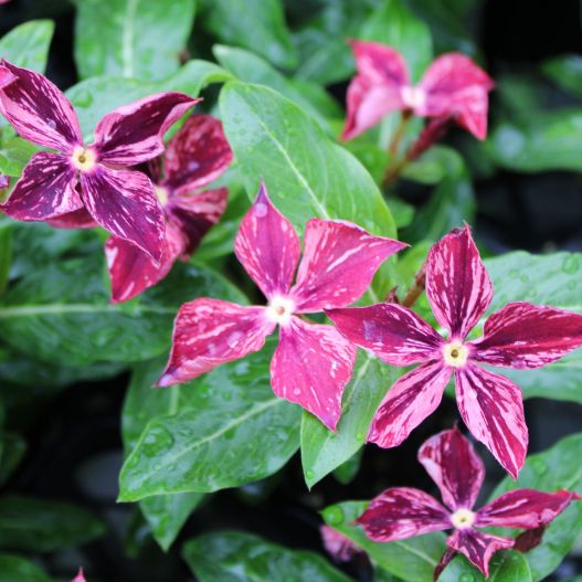 ビンカ 万葉の美　東雲(しののめ) 