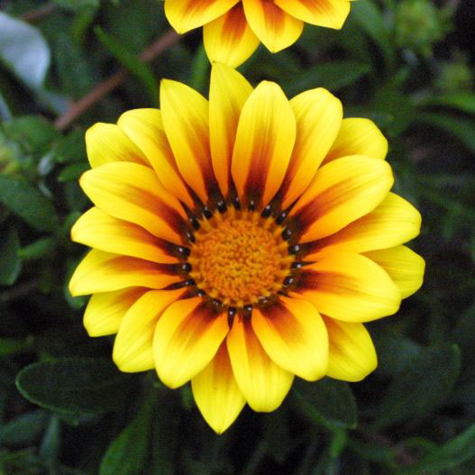 ガザニア　ニューコレクション 