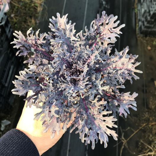 ハボタン　シルバーさんご 