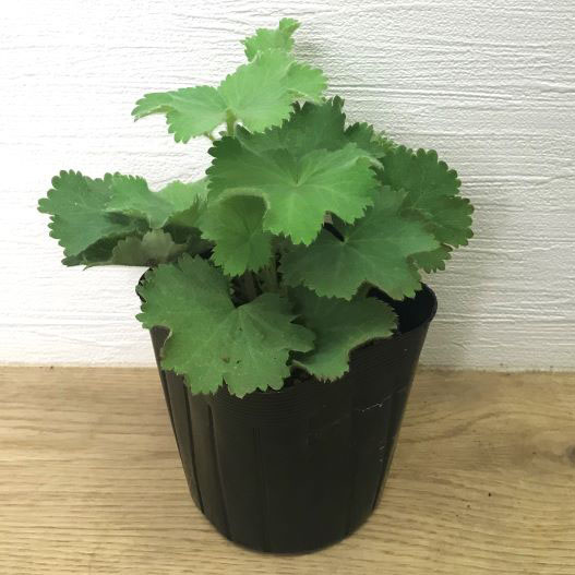 アルケミラ　スリラー 