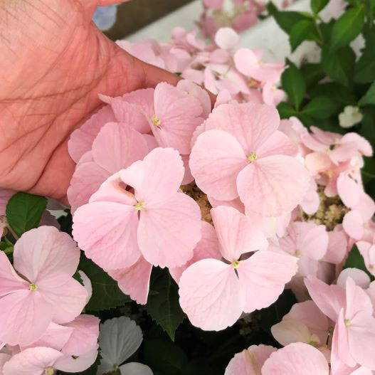 ハイドランジア　フレンチボレロ 