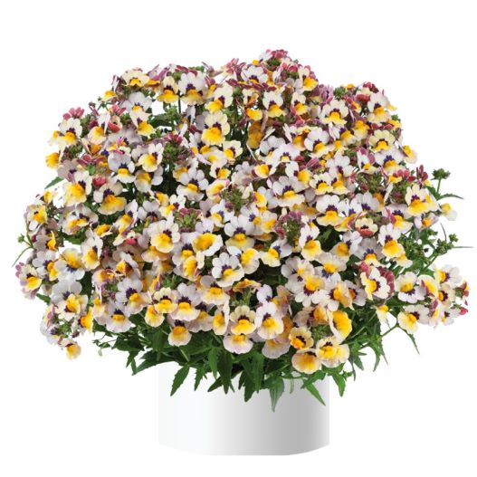 ネメシア　ネシア 