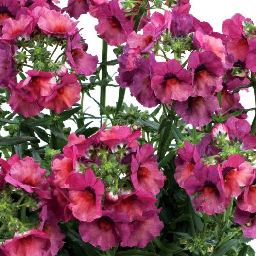 ネメシア　ネシア 