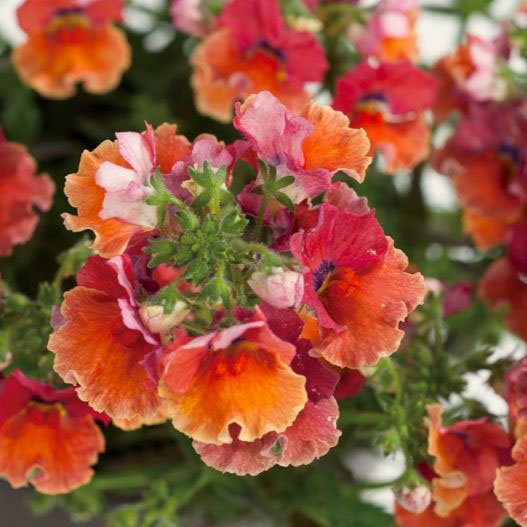 ネメシア　ネシア 