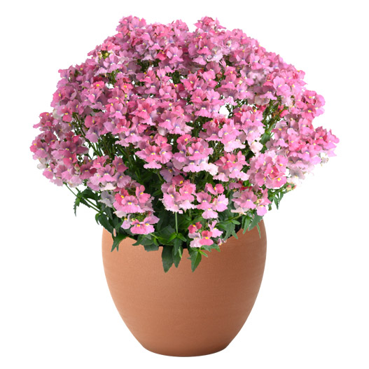 ネメシア・ネシア ネメシア ネシア | 株式会社ハクサン｜花や植物、園芸資材を取扱う花卉
