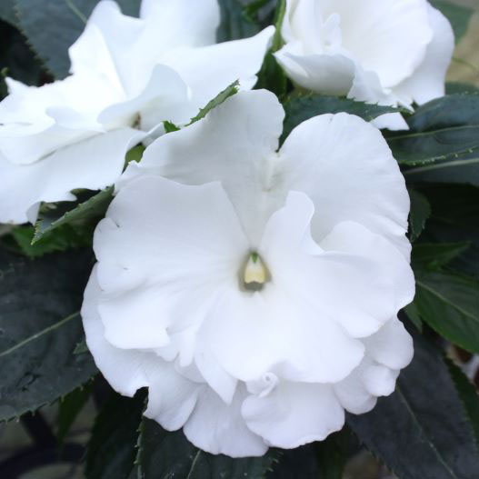 ニューギニアインパチェンス　ラッフル 