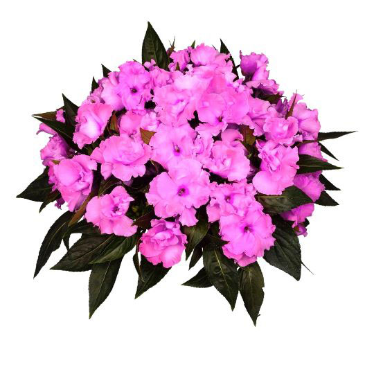 ニューギニアインパチェンス　ラッフル 