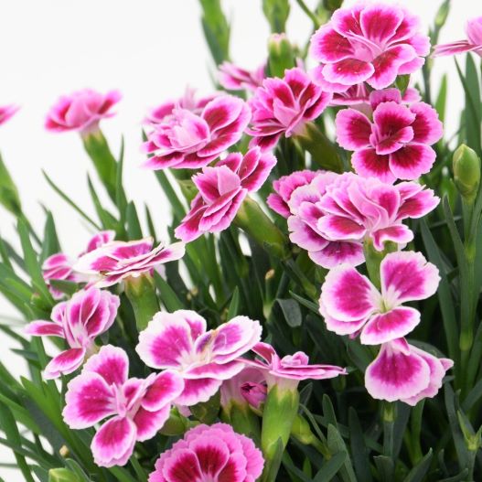 ダイアンサス ピンクキッス｜WEBカタログ｜未来アグリス株式会社|未来