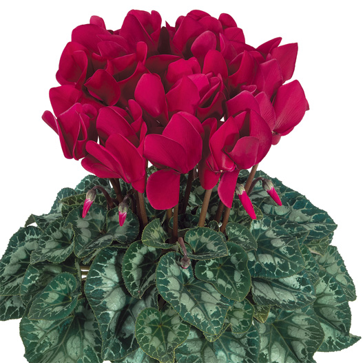 シクラメン F1　ハリオス 