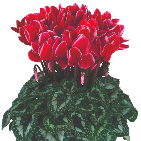 シクラメン F1　ハリオス 