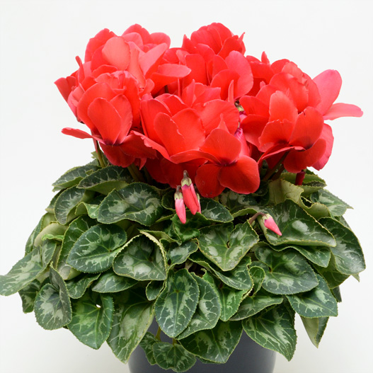 シクラメン F1　ハリオス 