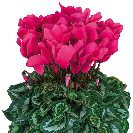 シクラメン F1　ハリオス 