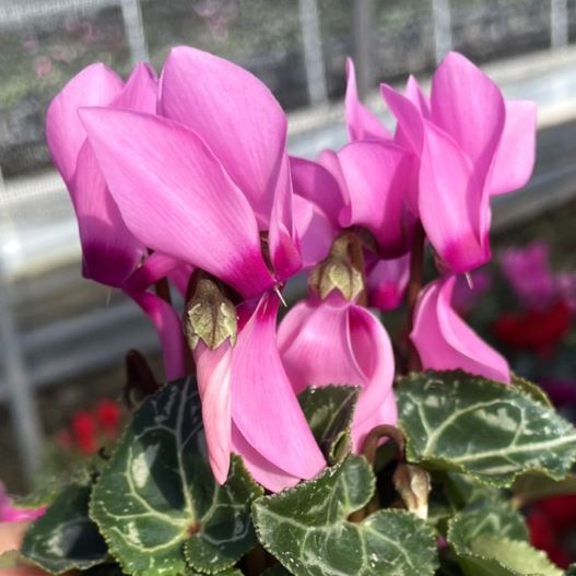 シクラメン　スマーティス Kミックス 