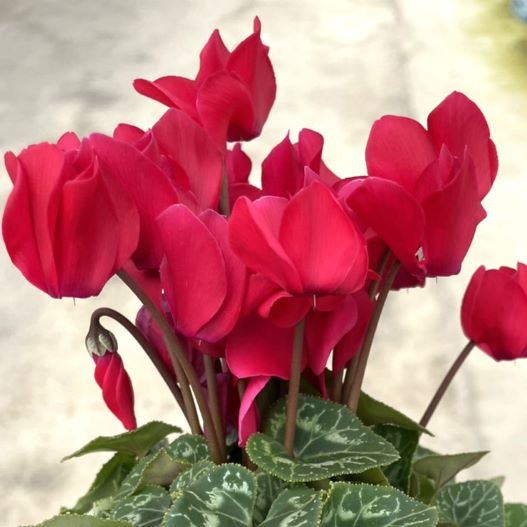 シクラメン スマーティス Kミックス｜WEBカタログ｜未来アグリス株式