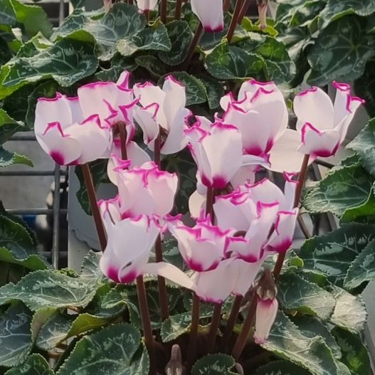 シクラメン　スマーティス Kミックス 