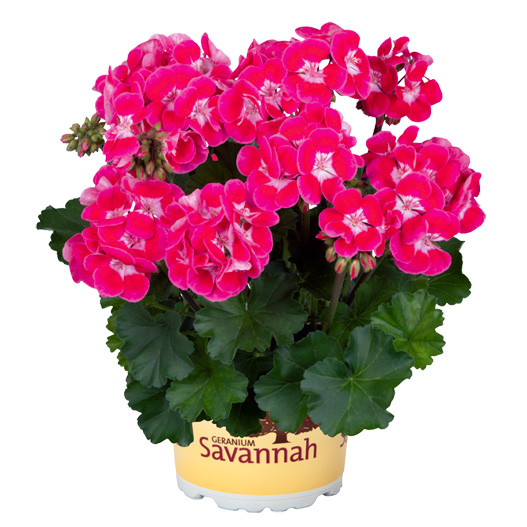 ゼラニウム　サバンナ シリーズ 