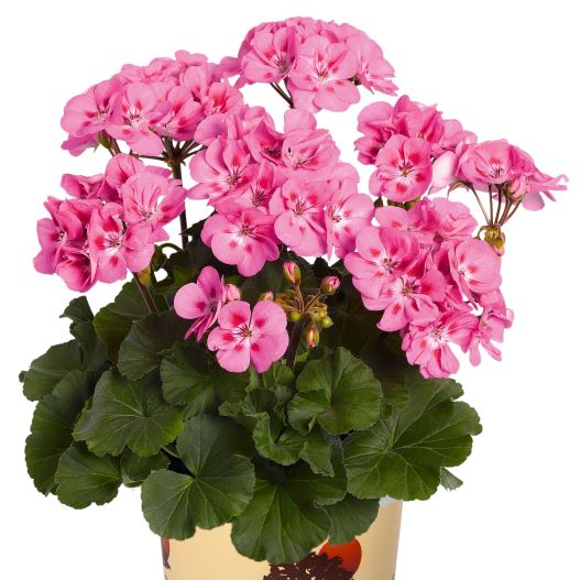 ゼラニウム　サバンナ シリーズ 